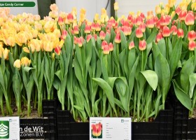 Tulipa Candy Corner (1)